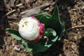 White soft yellow bud of tulip terry `Foxy Foxtrot` flower blooming bud, blurry  background Royalty Free Stock Photo