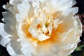 White soft yellow tulip terry Foxy Foxtrot flower blooming bud, blurry  background, close up detail Royalty Free Stock Photo