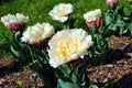 White soft yellow tulip terry Foxy Foxtrot flowers blooming, blurry green grass background, close up detail in the flowering Royalty Free Stock Photo
