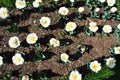 White soft yellow tulip terry Foxy Foxtrot flowers blooming in the flowering spring garden Royalty Free Stock Photo