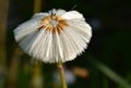 White Sonchus flower, dew drops on flower, close-up view on natural background Royalty Free Stock Photo