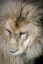 Portrait of a white South African lion male