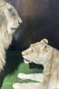 White South African lion and lioness in front of each other