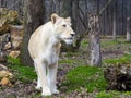 White South African lioness in a foresty enclosure