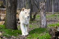 White South African lioness in a foresty enclosure