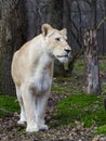 White South African lioness in a foresty enclosure