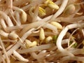White soy bean sprouts Royalty Free Stock Photo
