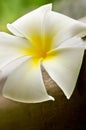 White spa flower in a brown bowl