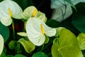 White spadix flower Royalty Free Stock Photo