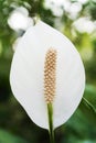 White spadix flower Royalty Free Stock Photo
