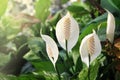 White spadix flower