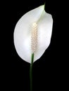 A white spadix flower Royalty Free Stock Photo