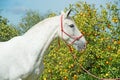 White spanish brood mare posing against tangerine tree. Andalusia. Spain