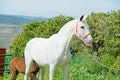 White spanish mare with her foal posing against tangerine tree . Andalusia. Spain Royalty Free Stock Photo