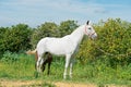White spanish mare posing against tangerine tree. Andalusia. Spain