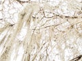 White Spanish Moss Royalty Free Stock Photo