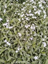 White sparkling flowers among green leaves in home garden.