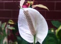 The white Spathiphyllum cochlearispathum flower plant blooms beautifully in the garden Royalty Free Stock Photo