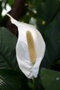 White Spathiphyllum, peace lilie flower blooming