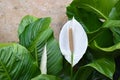 White Spathiphyllum - Peace Lily Royalty Free Stock Photo