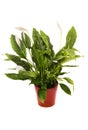 White spathiphyllum peace lily plant in a brown flowerpot