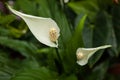 White spathyphyllum with green spadix