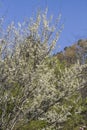 White America Redbud Tree Spring Blossoms Royalty Free Stock Photo