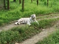 White species tiger lying on the grass at bengal safari siliguri, india Royalty Free Stock Photo