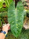 The white speckled and green leaf of Philodendron Jose Buono