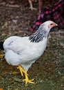 White a speckled hen with raised paw