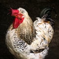White speckled rooster