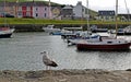 A seagull in front of boats moored in a welsh harbour with different coloured houses in the background