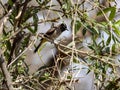 White-spectacled bulbul, Pycnonotus xanthopygos, on a tree in the Wadi Hinna desert. Oman Royalty Free Stock Photo