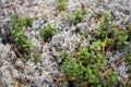 White Sphagnum Moss, Pine Needles and Green Lingonberry.