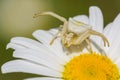 White Spider in Attack Position on a White Flower Royalty Free Stock Photo
