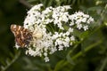 White spider eats a butterfly on a summer flower Royalty Free Stock Photo