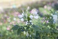 White Spider flower or Cleome spinosa in the garden. Royalty Free Stock Photo