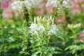 White Spider flower Royalty Free Stock Photo