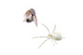 White spider with fly on the white background Royalty Free Stock Photo
