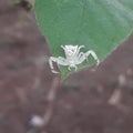 White spider in the form