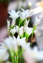 White spider lilly Royalty Free Stock Photo