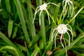 Group of White Spider Lilly facing front. Royalty Free Stock Photo