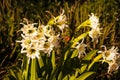 White Spider Lilly (Hymenocallis) 16088 Royalty Free Stock Photo