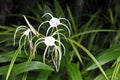 White spider lily Royalty Free Stock Photo