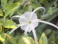 White Spider Lily or Amaryllidaceae Spider Lily