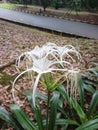 White spider lily blooming near side road Royalty Free Stock Photo