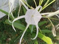 The white spider lily flower Royalty Free Stock Photo