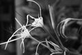 White spider lily flower black and white photo like hands shot with EF sigma zoom 35-80mm