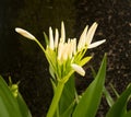 White spider lily flower in shade of a tree Royalty Free Stock Photo