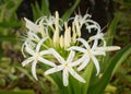 White spider lily flower in shade of a tree